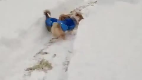 Playing in the snow ❤️🐶 #dog #dogstagram #dogsofinstagram #dogs #dogoftheday #doglover #funny #corgi