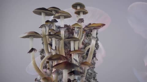 Unveiling the Magic On A Journey Through Psilocybe Cubensis