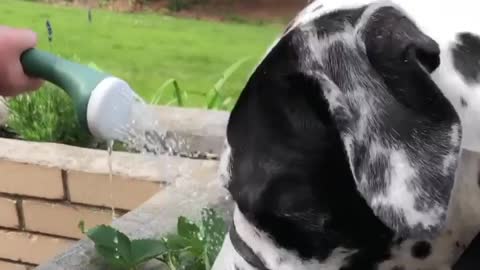 Blue Great Dane Dog Funny Videos 168 - The Great Dane Puppies Video - Great Dane Compilation
