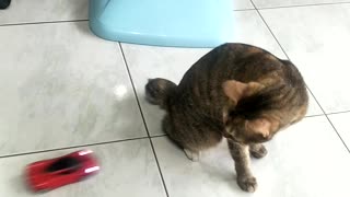 Cat Pretends To Fall Hard To The Ground After Being Hit By A Toy Car