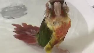 Chilled out parrot loves his bath time