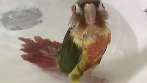 Chilled out parrot loves his bath time
