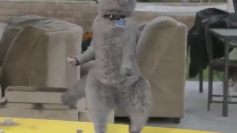 My Cat Dance Video