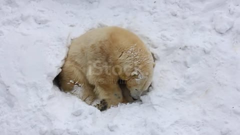 Mother Polar Bear And Her Cubs Come Out Of Hibernation