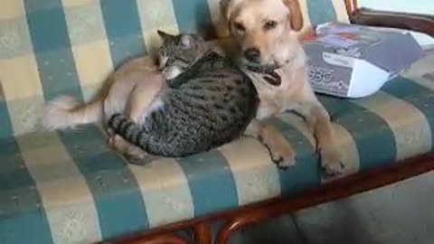 My cat loves my dog