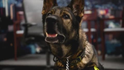 Facts about military working dog -men best friend