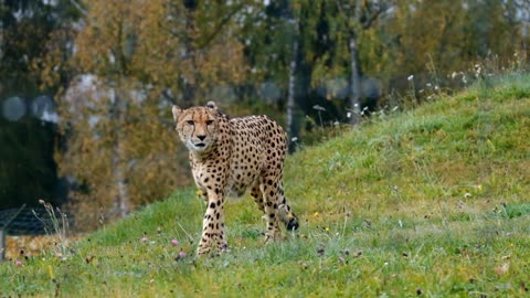 A cheetah walks in the woods
