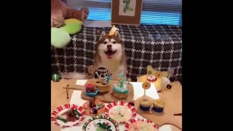 Ultimate try not to laugh challenge...cute husky