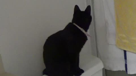 The Black Cat Guards The Bathroom