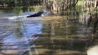Blacky the Giant Crocodile