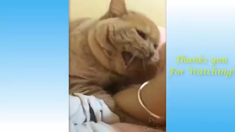 Cats Funniest Video