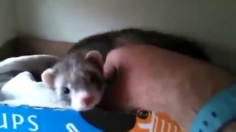Ferret does not give up showing its puppies to the owner