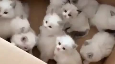 Cute kittens um box.