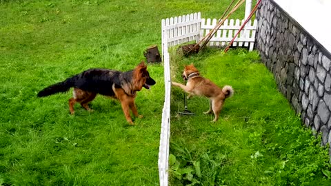 Shiba Inu teases German Shepherd from behind fence