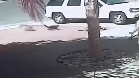 Cat saves a kid from a dog attack