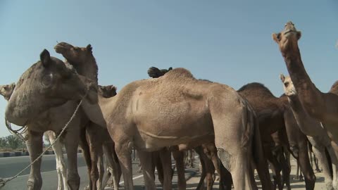 Group of Camels in Rajasthan