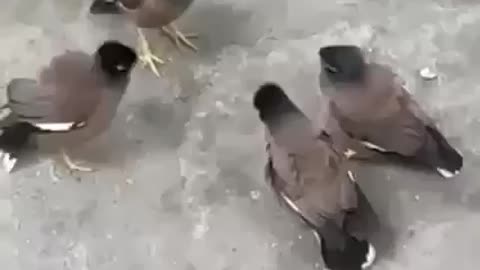Group of birds having important meetings