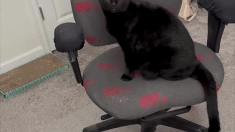 Adopting a Cat from a Shelter Vlog - Cute Precious Piper Shows How to Sit in the Office #shorts