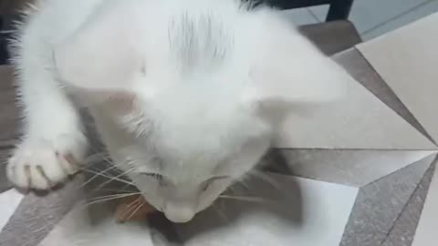 Cute kitten begging for food