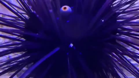 THIS CREATURE IS A LONG-SPINED SEA URCHIN