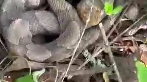 Snake is very - Dangerous )