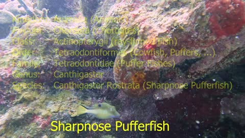 Sharpnose Pufferfish