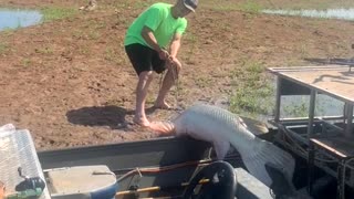 Fishermen Catch Massive Alligator Gar