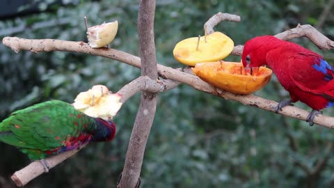 Lory (Parrot) Eating Fruits