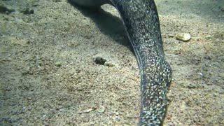 Moray eel in the Red Sea 2, eilat israel