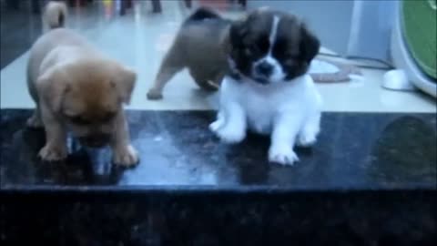 cute puppies trying down stairs for the first time