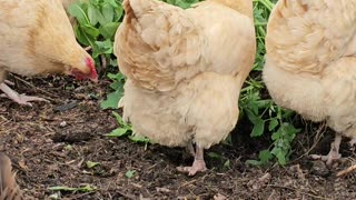 OMC! Chickens give masterclass in destroying a weed and shredding lettuce!