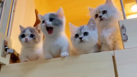 Funny cat video 🐈🐈