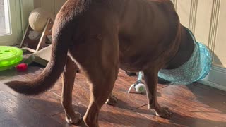 Big Dog Plays With Little Cat Tunnel