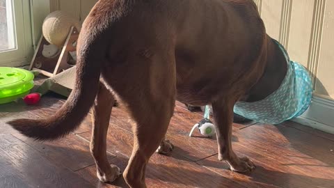 Big Dog Plays With Little Cat Tunnel