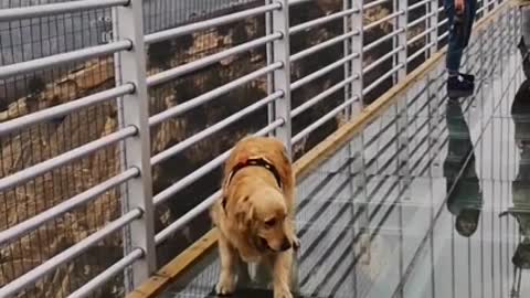 Cute dog video