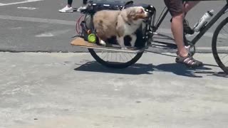 Dog on Venice Beach thinks he's pedaling bicycle