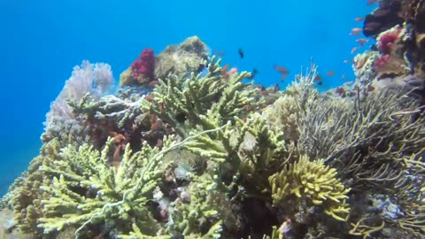 UNDERWATER at the Komodo Islands Indonesia