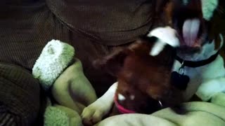 Boxer puppies playing so cute!!!