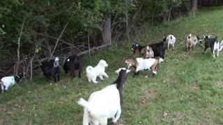 Puppy REALLY wants to play with the goats