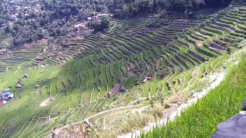 The Ifugao Rice field