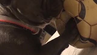 French bulldog chews on dirty soccer ball