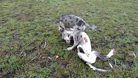 Great Dane Puppies, Gunner and one of his girlfriends, Echo.