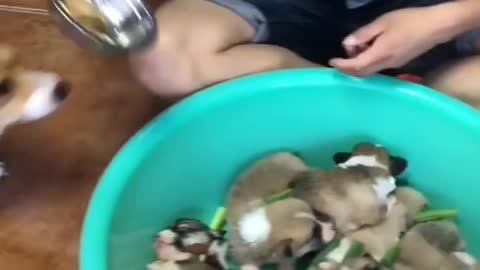 Dog Feed Puppies With Man Help