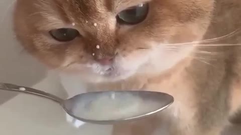 Cat talking singing and drinking milk