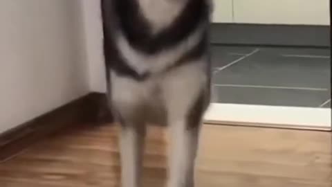 Silly dog dancing on the beat with joy