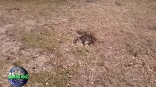 Two beautiful cats sunbathing in the park | popular cat video | funny cat | naughty cat