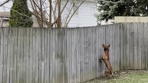 Excited Dog Uses Fence to Try and Catch Squirrel