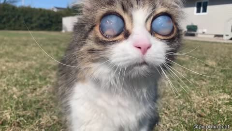 Blind cat has very unique eyes