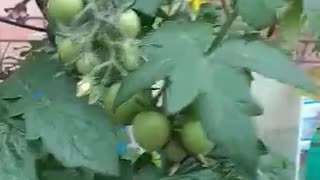 Green grapes tomatoes