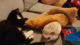 Kitten and hedgehog appear to get on surprisingly well